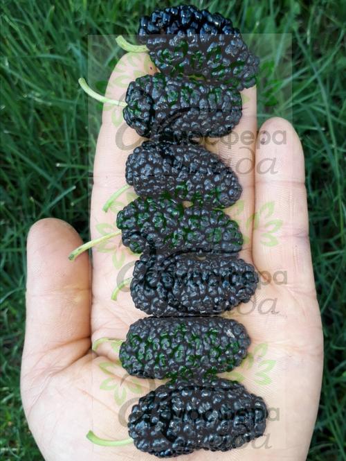 Шелковица чёрная Уссурийская-24 - до 4/5 см